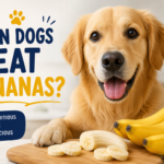 Can Dogs Eat Bananas?