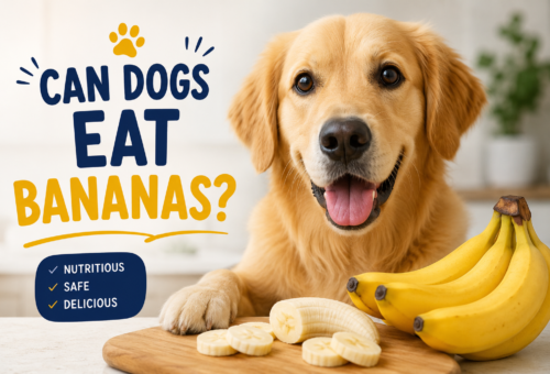 Can Dogs Eat Bananas?